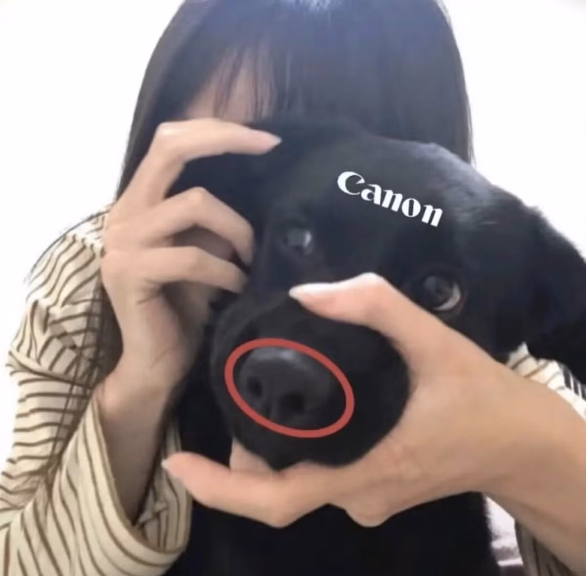 Cún cưng, vốn đã là trung tâm của mọi sự chú ý, giờ đây lại được gắn thêm một "danh hiệu" mới là "máy ảnh di động". (Ảnh: IGNV)