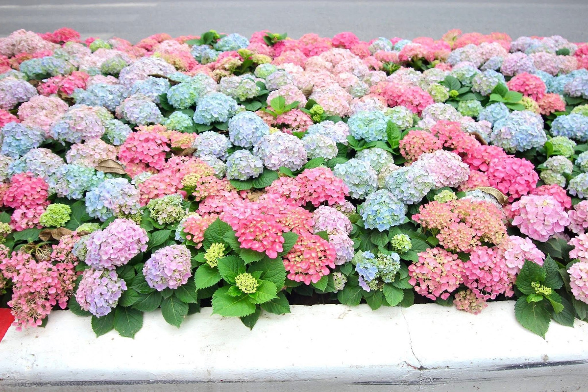 Ngay sau khi những hình ảnh đầu tiên về dải hoa Cẩm Tú Cầu được chia sẻ, các hội nhóm về Hà Nội đã bùng nổ lượng tương tác.