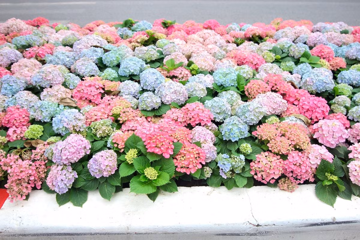 Ngay sau khi những hình ảnh đầu tiên về dải hoa Cẩm Tú Cầu được chia sẻ, các hội nhóm về Hà Nội đã bùng nổ lượng tương tác.