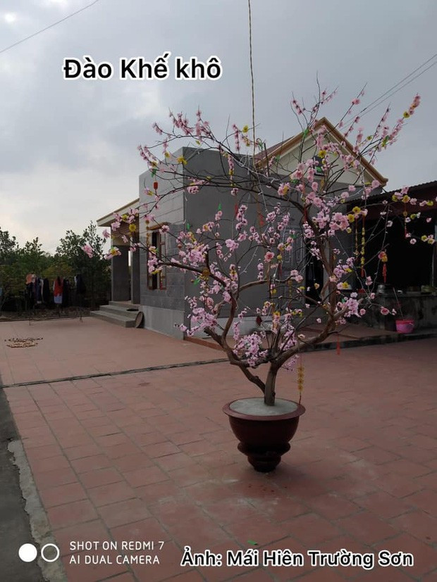 Nhìn sơ qua thì giống cây đào, thế nhưng khi nhìn kỹ lại mới rõ là một màn "râu ông nọ cắm cằm bà kia". Gia chủ đã sử thân cây khế khô rồi treo hoa đào lụa lên, thế là có một chậu "đào khế" đón Tết độc đáo.