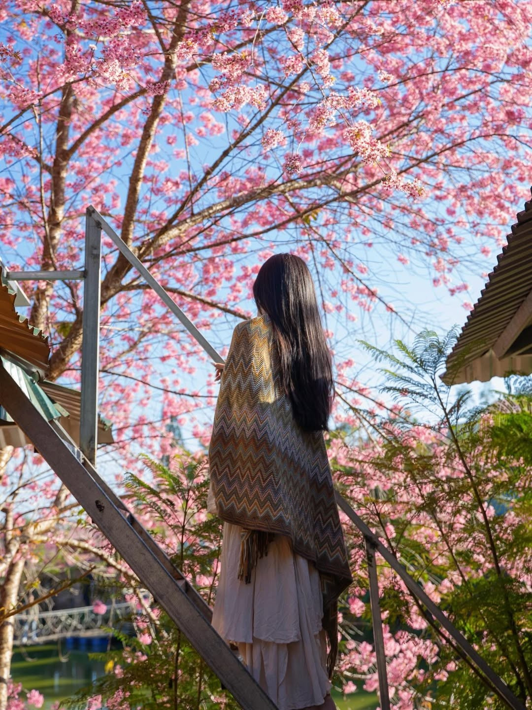 Những cánh hoa mai anh đào mỏng manh rơi trên mái tóc dài đen mượt càng làm tăng thêm vẻ nữ tính, đằm thắm của cô nàng. (Ảnh: IGNV)