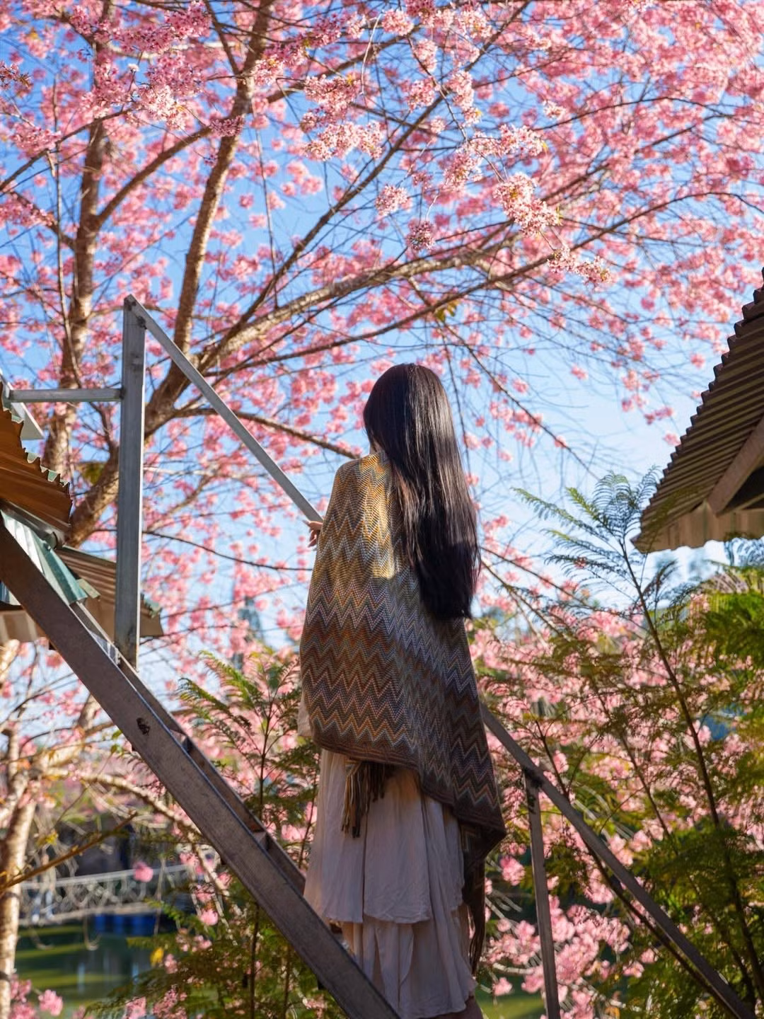 Những cánh hoa mai anh đào mỏng manh rơi trên mái tóc dài đen mượt càng làm tăng thêm vẻ nữ tính, đằm thắm của cô nàng. (Ảnh: IGNV)