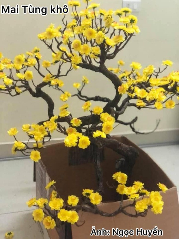 Dù là cây thật hay cây "giả trân", những hình ảnh này đều mang lại tiếng cười sảng khoái và phản ánh tinh thần lạc quan của mọi người trong dịp Tết.