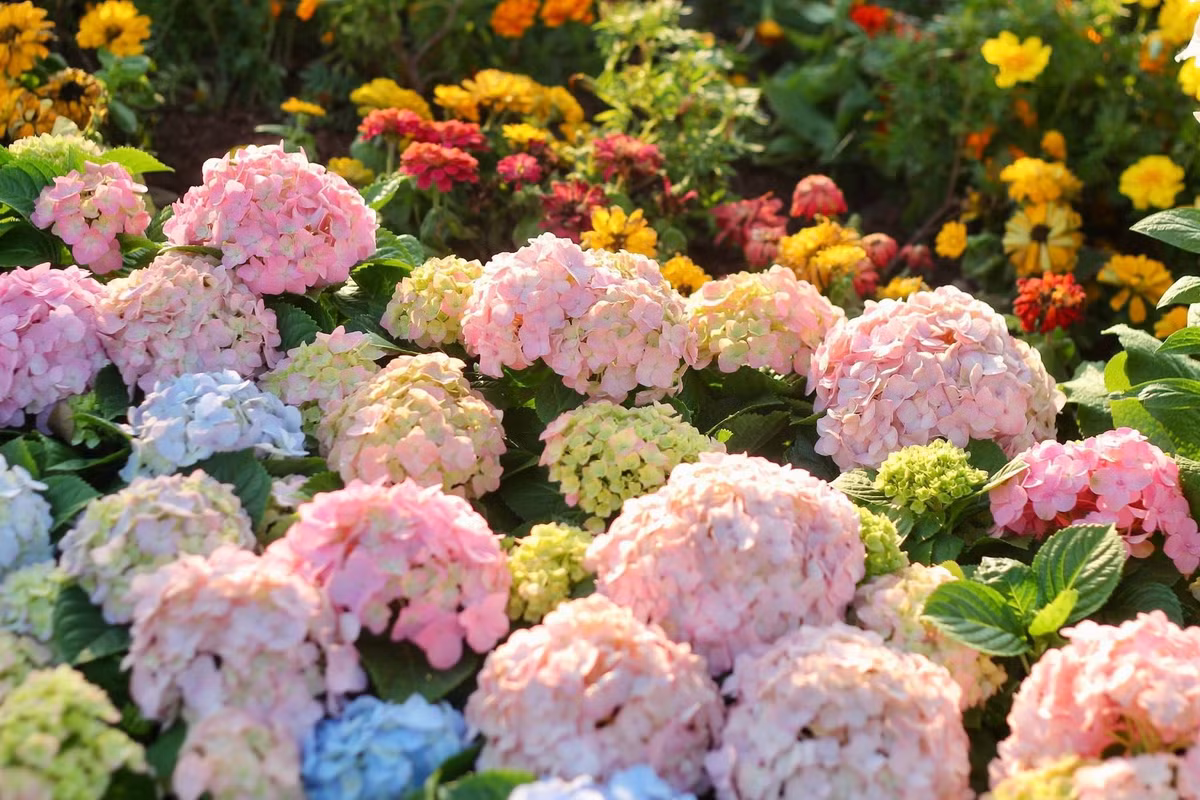 Dạo bước dọc các tuyến phố như Lê Thái Tổ, Đinh Tiên Hoàng, người đi đường khó lòng kìm lòng được mà phải dừng chân để ngắm nhìn.