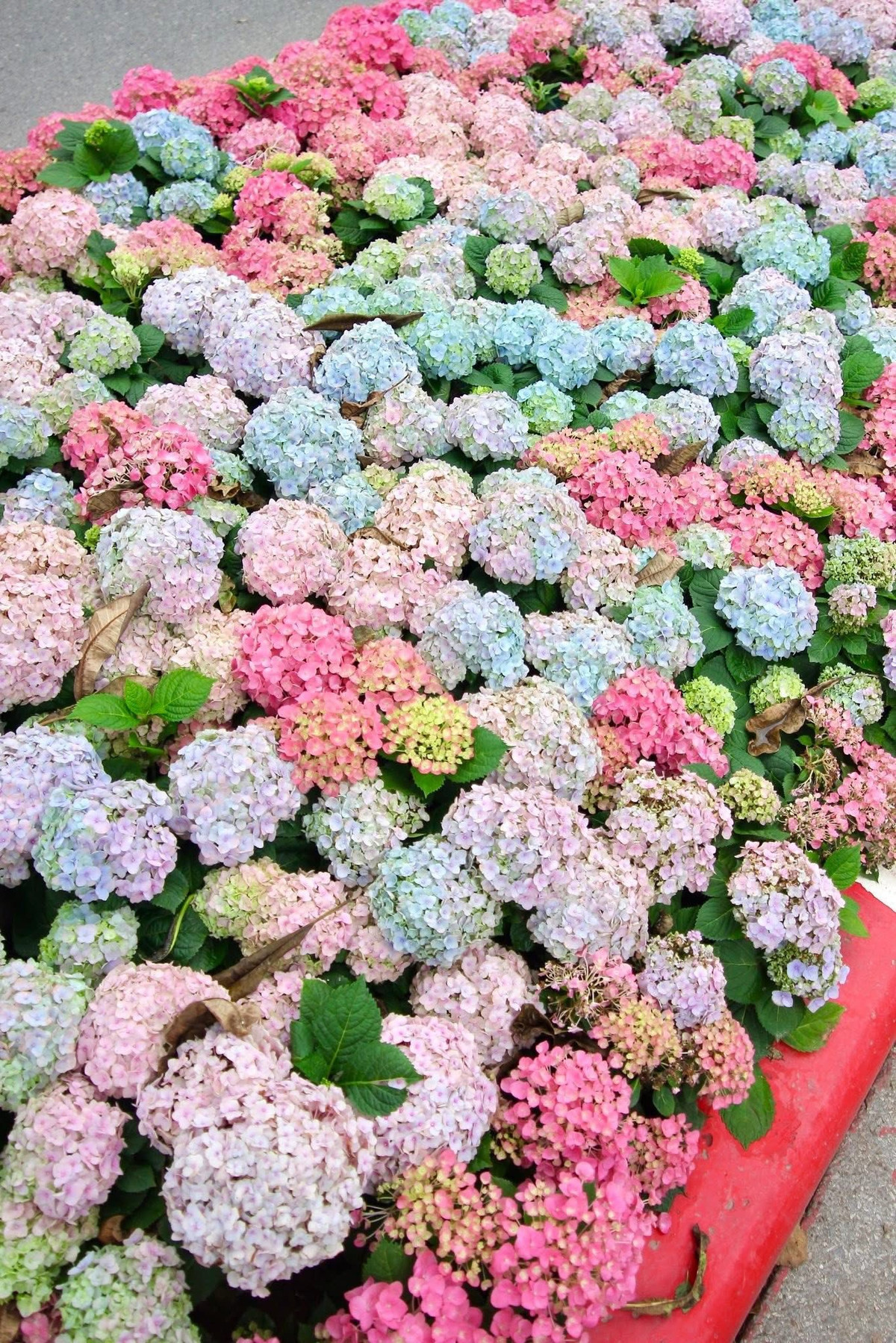 Bên cạnh tuyến phố Trần Duy Hưng, rất nhiều tuyến phố khác ở Hà Nội cũng đang bắt đầu khoác lên mình những màu sắc cây cỏ mới để chào đón Tết Nguyên đán sắp tới. (Ảnh trong bài: Trn V Chung - group Check in Vietnam)