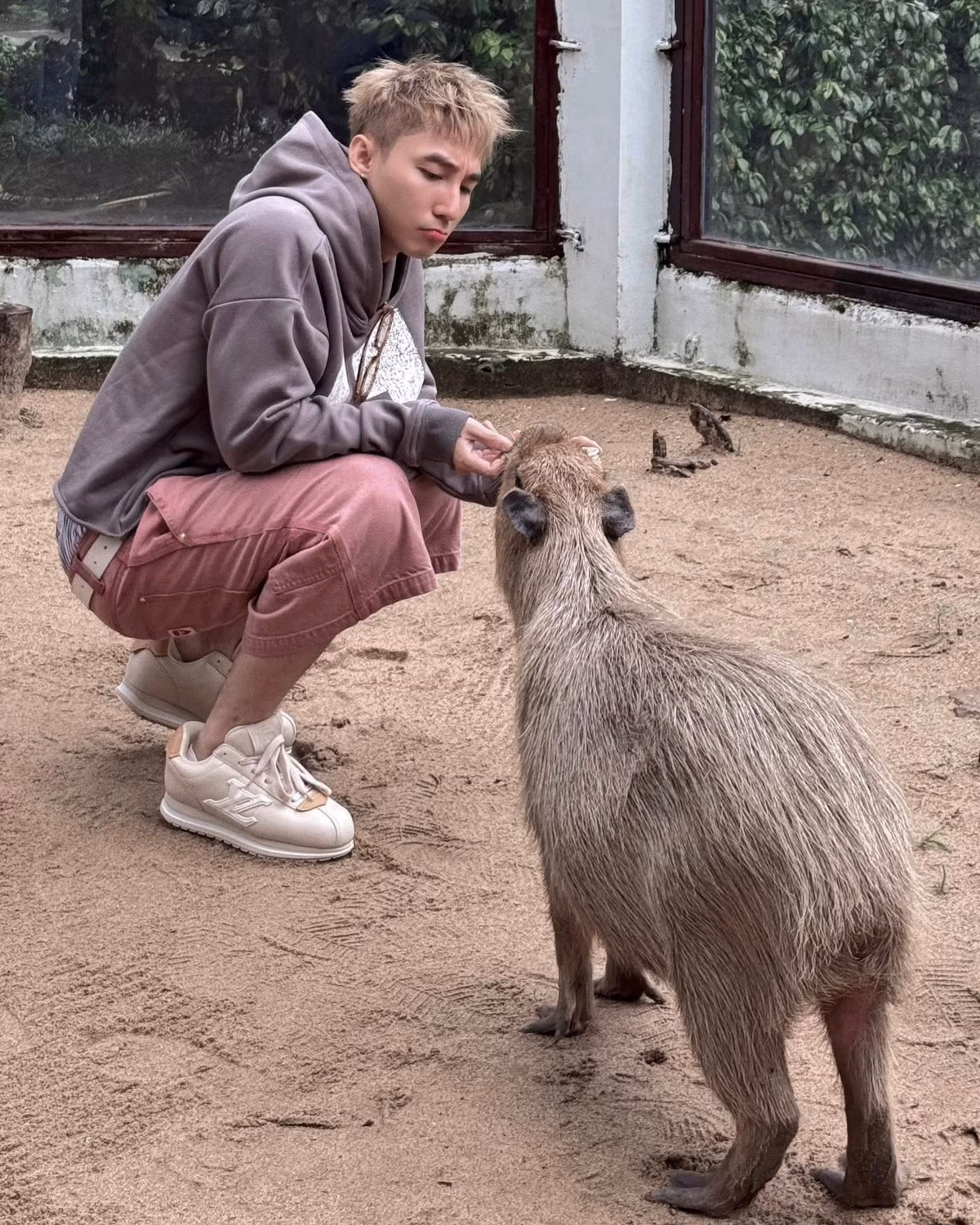 Niềm yêu thích của Sơn Tùng M-TP dành cho capybara vốn đã không còn xa lạ. Anh từng nhiều lần bộc lộ đam mê bất tận này, từ việc đổi ảnh đại diện Instagram sang hình capybara, đổi tên tài khoản TikTok thành "capyboiii_7", cho đến việc tự gọi mình là "Capy Boy". (Ảnh: FBNV)