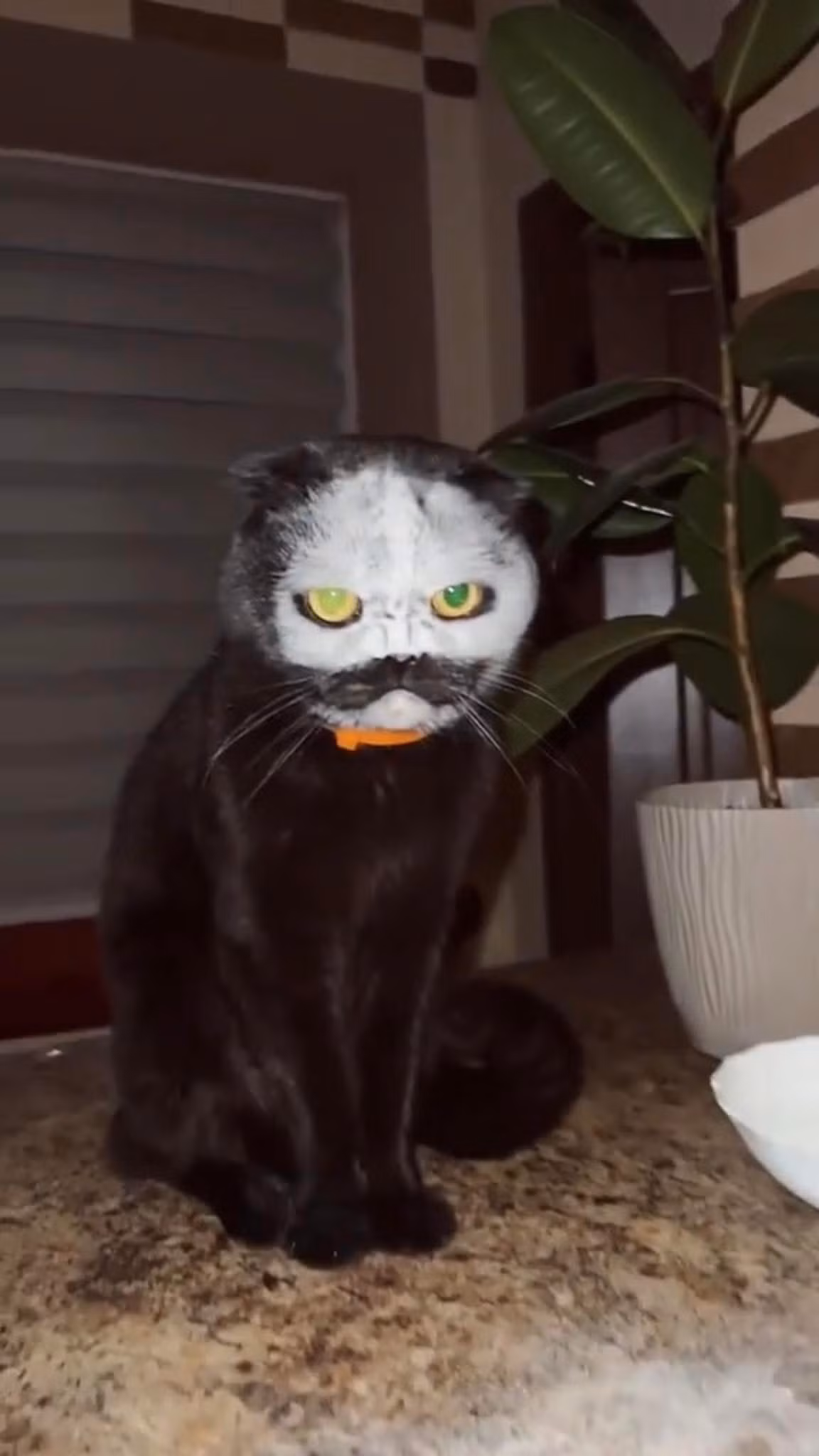 Chú mèo đen với khuôn mặt được "trang điểm" trắng toát, tạo thành bộ râu và mặt nạ bí ẩn, cùng với đôi mắt vàng phát sáng. Vẻ ngoài này gợi nhớ đến những nhân vật trong phim kinh dị hoặc một vị "thần mèo" bí ẩn nào đó.