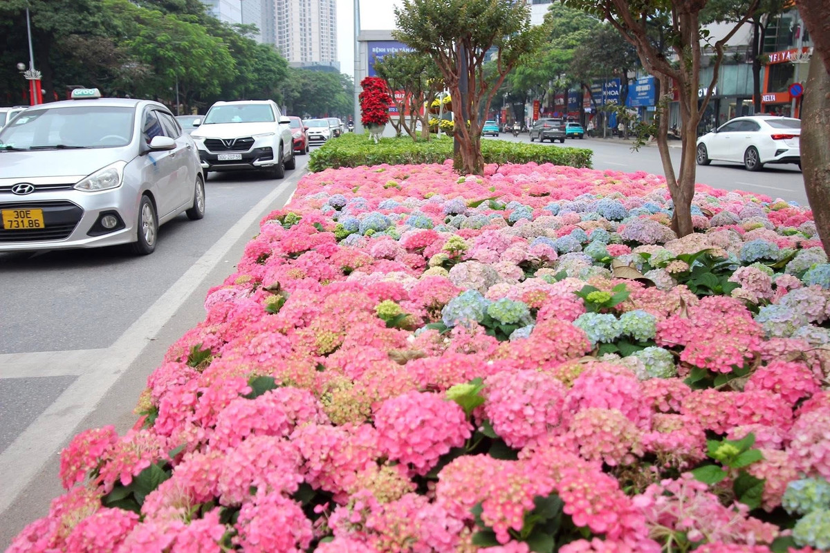 Nhiều người đi đường đã phải thốt lên kinh ngạc: "Ngỡ như đang lạc bước giữa thung lũng hoa Đà Lạt chứ không phải phố phường Hà Nội".