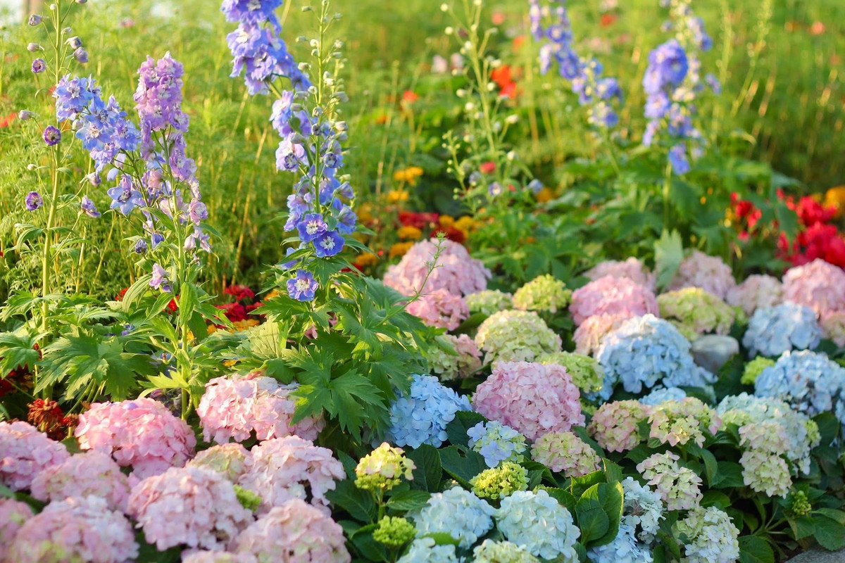 Điểm nhấn ấn tượng nhất chính là sự xuất hiện của những loại hoa vốn thường thấy ở xứ lạnh Đà Lạt hay châu Âu, nay lại bung nở rạng rỡ bên bờ hồ.