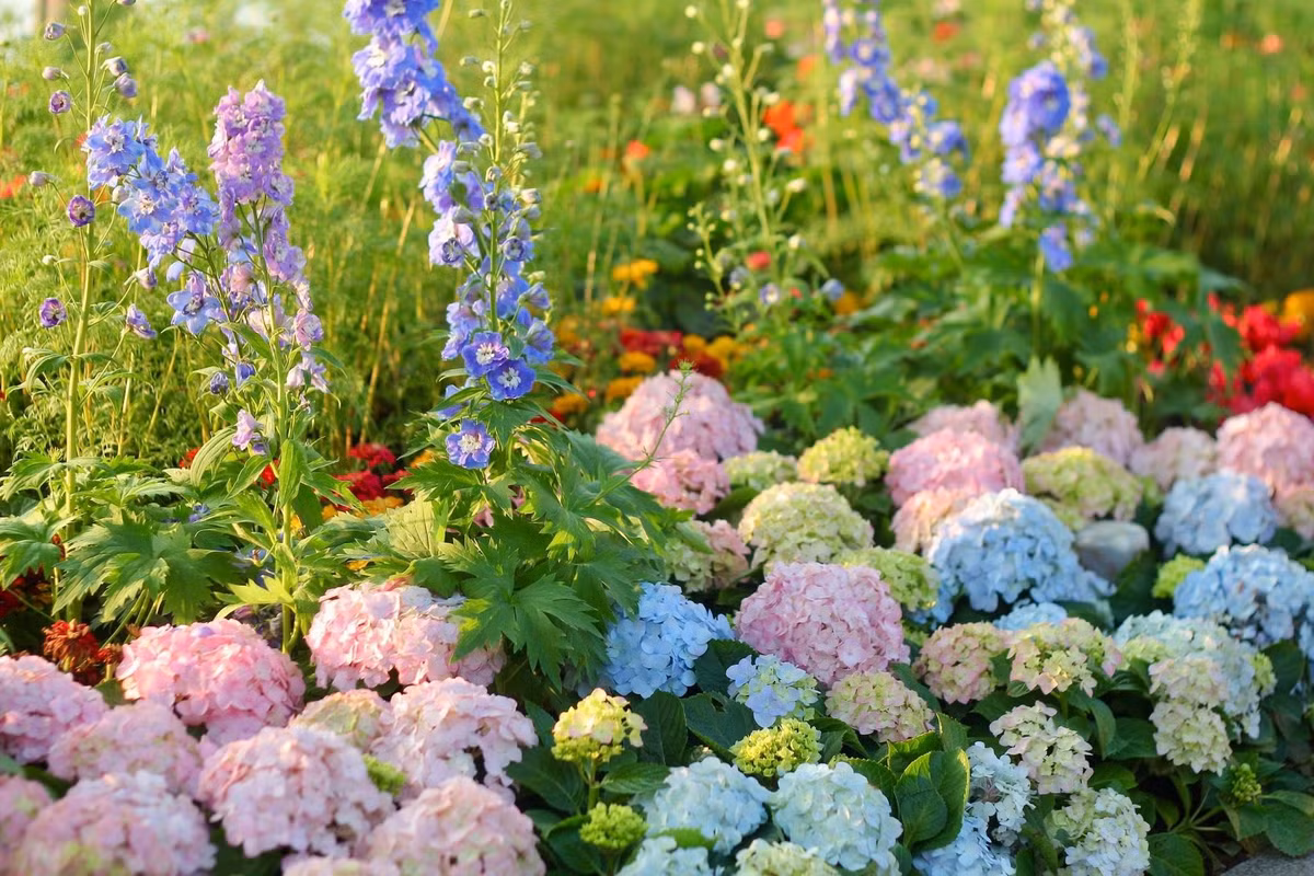 Điểm nhấn ấn tượng nhất chính là sự xuất hiện của những loại hoa vốn thường thấy ở xứ lạnh Đà Lạt hay châu Âu, nay lại bung nở rạng rỡ bên bờ hồ.