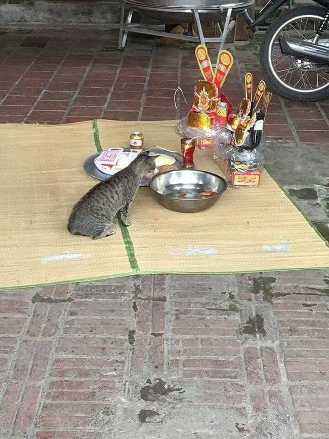 Có chú mèo ngồi im lìm như một pho tượng, mắt không rời khỏi chiếc chậu đựng cá, như thể đang tính toán xem "cỗ xe" này bao giờ thì khởi hành vào bụng mình.