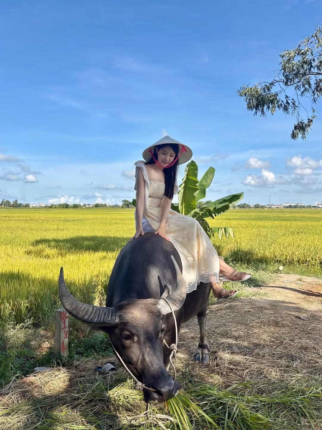 Bức ảnh "ăn điểm" tuyệt đối và gây chú ý nhất chính là khoảnh khắc cô nàng cưỡi trâu giữa cánh đồng lúa xanh mướt, dưới ánh nắng vàng rực rỡ, một trải nghiệm phổ biến tại vùng nông thôn Việt Nam. (Ảnh: IGNV)