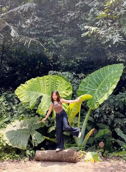 Trên mạng xã hội, loạt hình ảnh cây ráy khổng lồ được lan truyền với tốc độ chóng mặt. Những chiếc lá xanh mướt, to như chiếc ô khiến nhiều người cảm giác mình trở thành người tí hon khi đứng dưới tán lá. (Ảnh: Ngọc Nga)