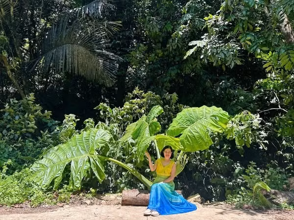 Cây cao khoảng 2,5m với lá xòe rộng ra xung quanh như chiếc ô khổng lồ khiến nhiều du khách bị lọt thỏm lúc chụp ảnh. (Ảnh: Phạm Thị Minh Hương)