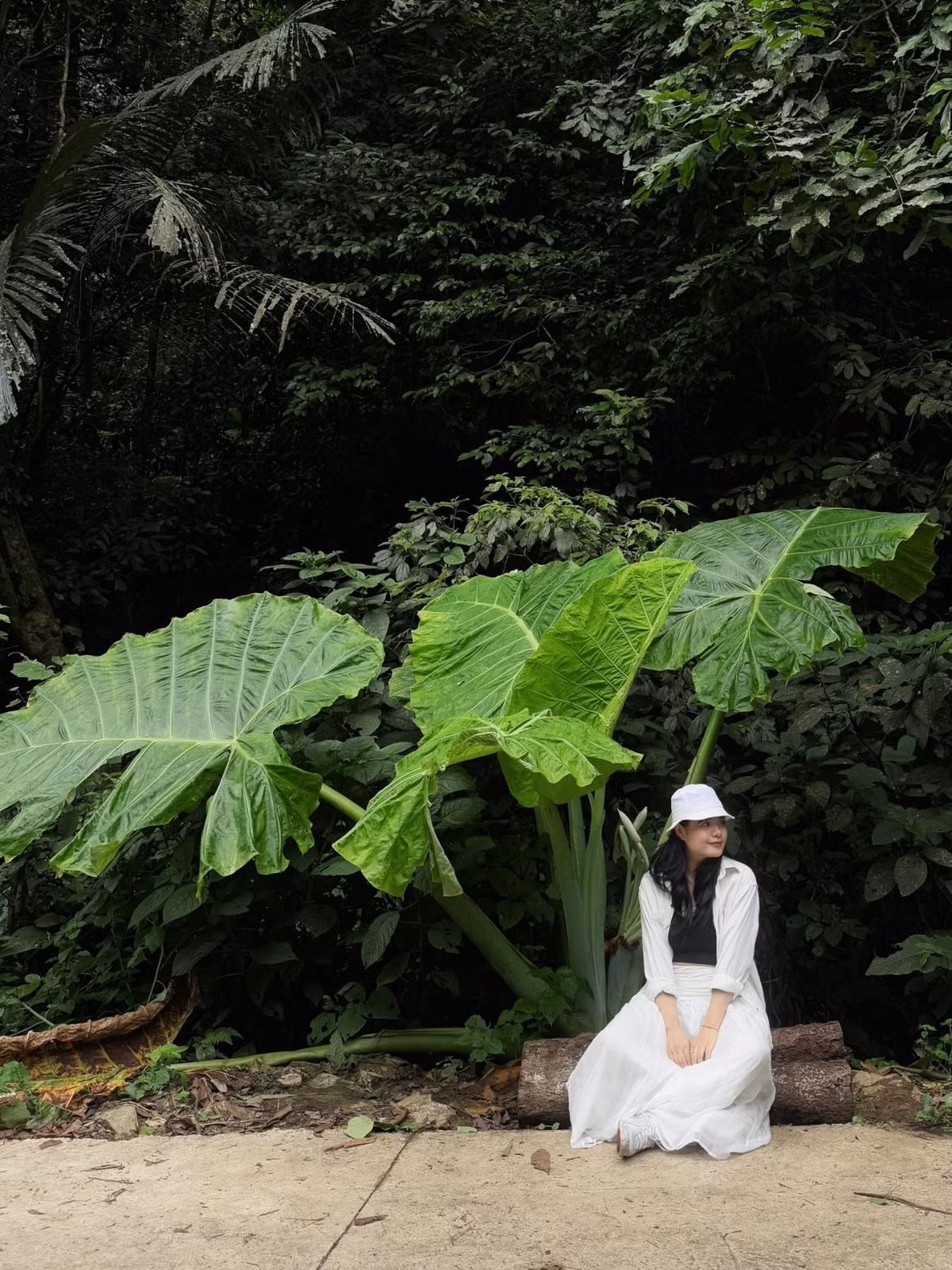 Không chỉ là nơi nghỉ dưỡng và khám phá thiên nhiên, rừng Cúc Phương giờ đây còn trở thành thiên đường "sống ảo" mới cho các tín đồ du lịch với một tọa độ vô cùng đặc biệt: đó là cây ráy khổng lồ. (Ảnh: @honngnhungg)