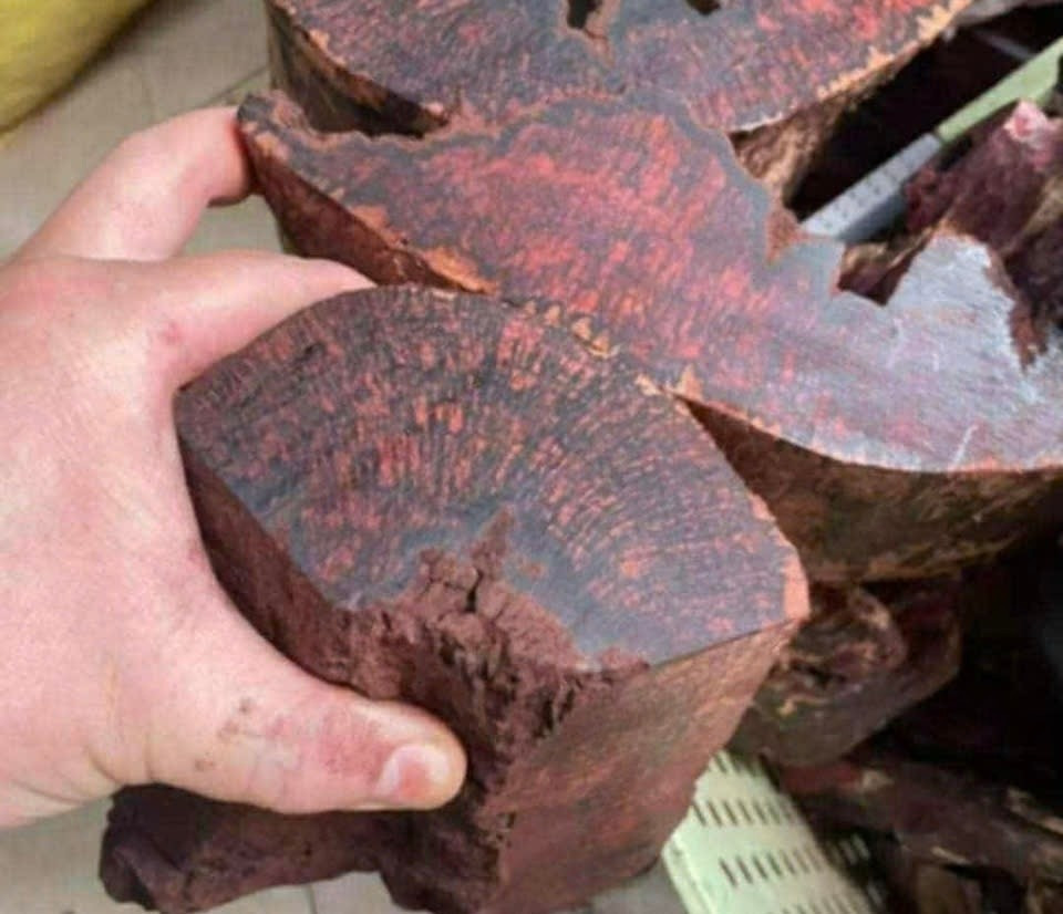 Gỗ mán đỉa có màu nâu đỏ, chứa nhiều dầu.