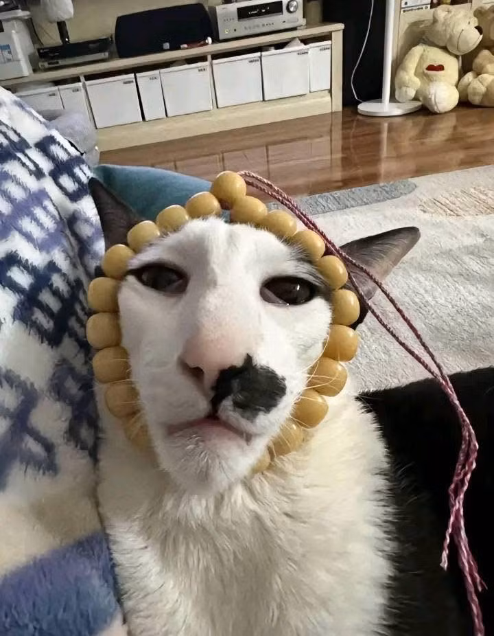 Nhiều người không khỏi bật cười trước biểu cảm vừa vô tri vừa bất lực của "quàng thượng".