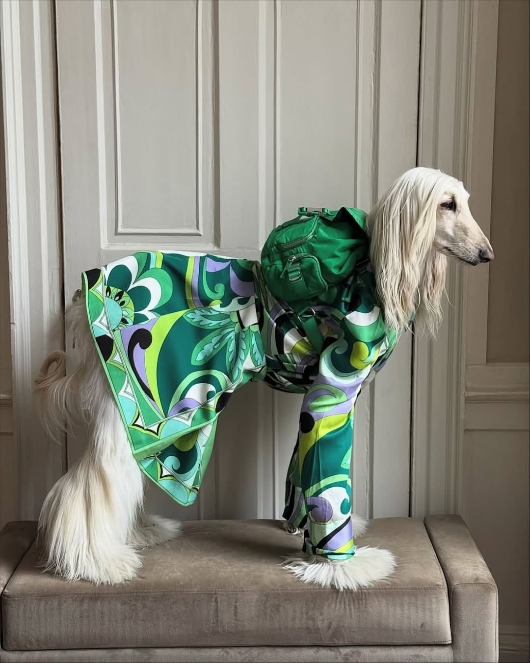 Samantha sở hữu những đặc điểm tự nhiên mà bất kỳ ai nhìn phải cũng phải xuýt xoa: vóc dáng cao ráo, thanh mảnh, khuôn mặt thon dài và đặc biệt là bộ lông màu trắng kem mượt mà, rũ xuống như một dải lụa cao cấp.