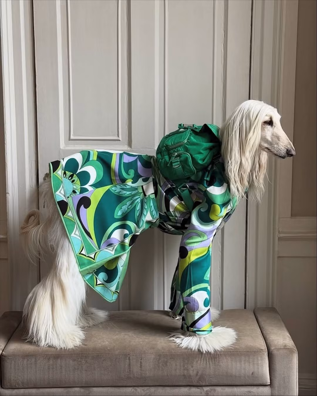 Samantha sở hữu những đặc điểm tự nhiên mà bất kỳ ai nhìn phải cũng phải xuýt xoa: vóc dáng cao ráo, thanh mảnh, khuôn mặt thon dài và đặc biệt là bộ lông màu trắng kem mượt mà, rũ xuống như một dải lụa cao cấp.