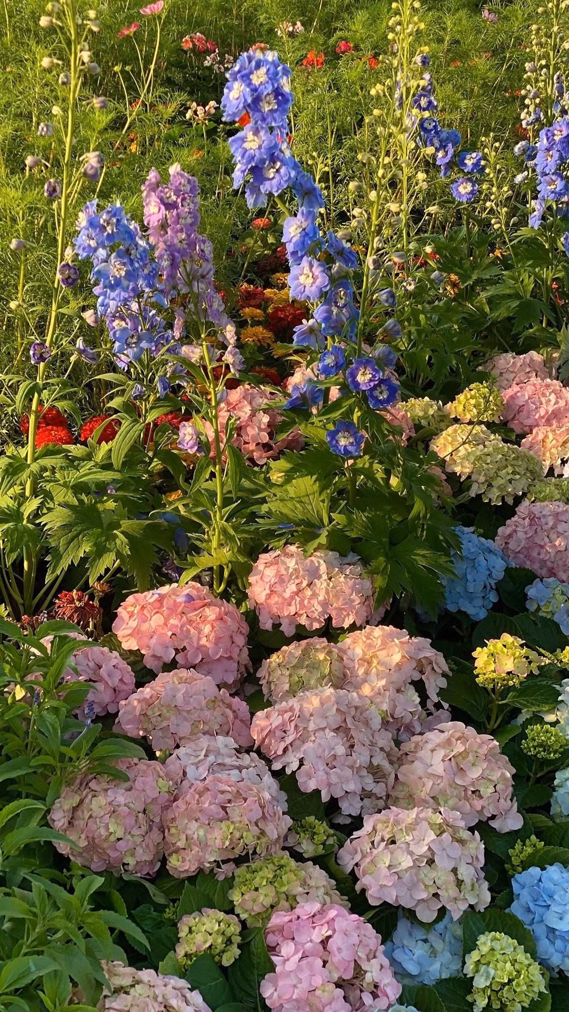 Xen kẽ đó là màu đỏ rực của hoa Trạng nguyên, sắc vàng tươi của Cúc mâm xôi và những khóm hoa Ngọc thảo nhiều màu sắc, tạo nên một bản hòa ca về thị giác.