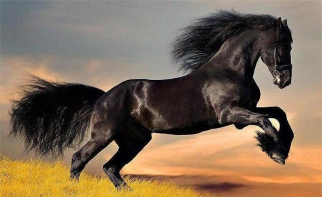 Vì sao Tào Tháo không tặng ngựa Tuyệt Ảnh cho Quan Vũ? ảnh 1 Vì sao Tào Tháo không tặng ngựa Tuyệt Ảnh cho Quan Vũ? ảnh 1