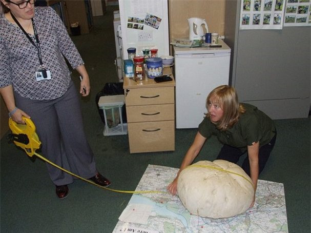 Ngỡ tảng đá, người phụ nữ lại gần nhặt được của lạ quý hiếm ảnh 3