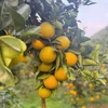 Cam giòn Đồng Lộc rực rỡ mùa vàng, nâng cao giá trị kinh tế địa phương