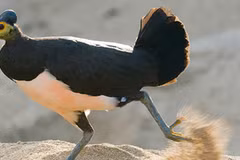 Sửng sốt trước loài chim hiếm bậc nhất, chào đời lập tức biết bay