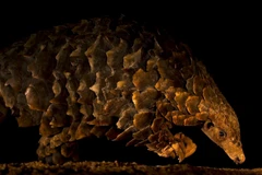 20 bức ảnh động vật hoang dã đẹp nhất khiến thế giới lặng đi