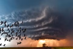 7 loài vật dự báo mưa nắng cực chuẩn, khoa học kinh ngạc