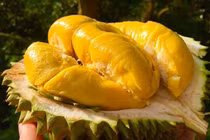 Giống sầu riêng cao cấp Musang King rớt giá kỷ lục tại vườn