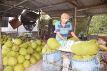 Giá mít Thái và mít ruột đỏ tại miền Tây tăng vọt