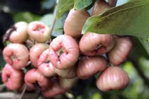Từ trái cây bình dân quả roi Việt Nam trở thành mặt hàng xuất khẩu cao cấp