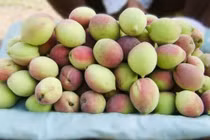 Đào mèo Sơn La đắt hàng khi bước vào chính vụ