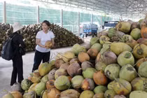 Giá dừa tươi tăng vọt nhờ nắng nóng và xuất khẩu khởi sắc