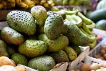Nông dân miền Tây tăng thu nhập nhờ đa dạng hóa sản phẩm từ mãng cầu gai