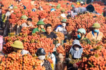 Vải thiều Bắc Ninh lập kỷ lục doanh thu dù mất mùa