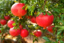 Lựu đỏ Ấn Độ hút khách nhờ mẫu mã đẹp, nay được trồng ở Lâm Đồng