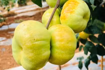 Hồng táo dẹt Trung Quốc phủ sóng chợ mạng Việt Nam