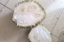 Sập bẫy sầu riêng “giải cứu” lề đường, người tiêu dùng chịu thiệt