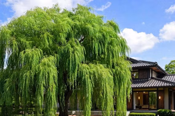 5 cây âm vào nhà, khí không tụ, tài lộc chảy đi, phúc lành tiêu tán