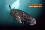 [INFOGRAPHIC] Loài động vật sống cực thọ, khoảng 150 tuổi mới trưởng thành