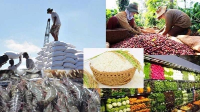 Ấn tượng Việt Nam: Từ quốc gia thiếu đói đến cường quốc nông sản