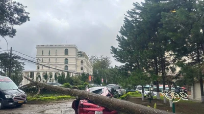Cây bật gốc đè ô tô, mái tôn bay xuống công viên ở Lâm Đồng