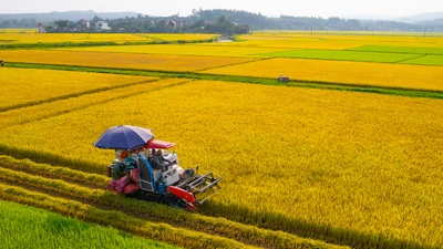 Việt Nam thành cường quốc xuất khẩu nông sản, nhiều mặt hàng dẫn đầu thế giới