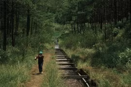 Rừng thông Hồ Tuyền Lâm chốn yên bình giữa phố núi mộng mơ Đà Lạt