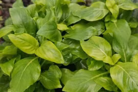 Từ rau dại ít ai ăn, xá xị 'lên đời' thành đặc sản, nông dân thu tiền triệu