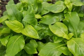 Từ rau dại ít ai ăn, xá xị 'lên đời' thành đặc sản, nông dân thu tiền triệu