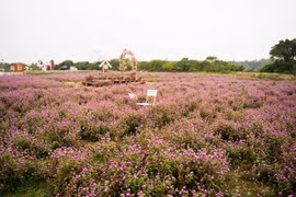 Vườn hoa bách nhật ở Hà Nội rực sắc đẹp tựa trời Âu, hút khách tới checkin