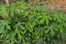 Không cần nêm vẫn đậm vị, loại rau giá 80.000 đồng/kg vẫn 'đắt khách'